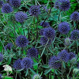 Синеголовник Фанфарон  