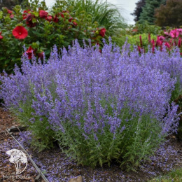Перовския лебедолистная Блю Стил