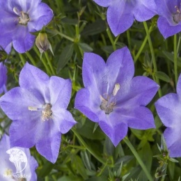 Campanula persicifolia Earlion Blue Колокольчик гибридный Карибо Эрли Блю