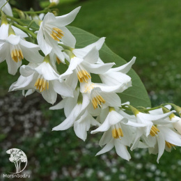 Стиракс японский