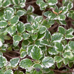 Плектрантус вариегатный