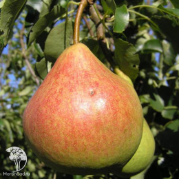 Груша гибрид Тема + Памяти Яковлева