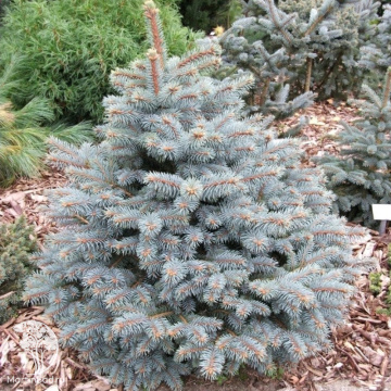 Фото Ель колючая Систер Дварф