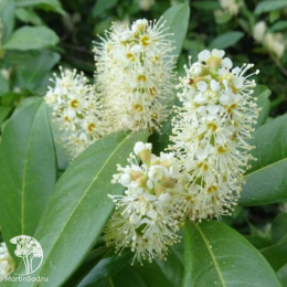 Лавровишня обыкновенная Генолия