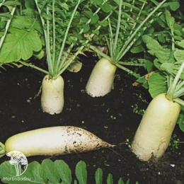 Дайкон Дубинушка