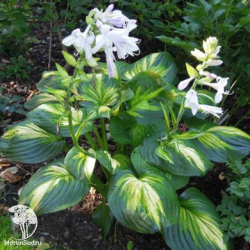 Фото Хоста Кафедрал Виндоуз