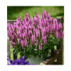 Salvia nemorosa Pink Nebula Шалфей дубравный Пинк Небула фото 1 