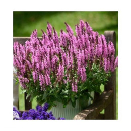 Salvia nemorosa Pink Nebula Шалфей дубравный Пинк Небула
