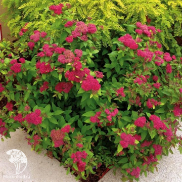 Фото Спирея японская Фробеля