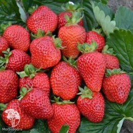 Земляника Белтран F1