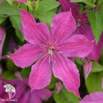Фото Клематис цельнолистный Экспандер