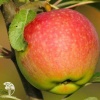 Яблоня обыкновенная Медуница фото 1 