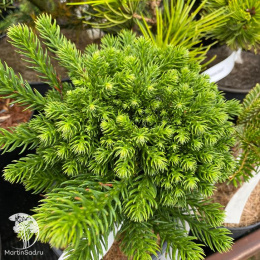 Криптомерия японская Дингер