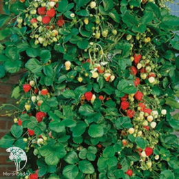 Земляника плакучая Гирлянда