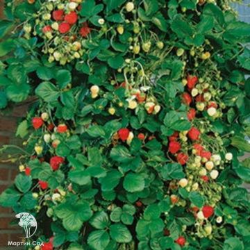 Фото Земляника плакучая Гирлянда