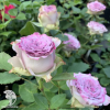 Роза чайно-гибридная Дольчетто фото 2 