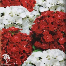 Гвоздика (бородатая) Турецкая Аллегро