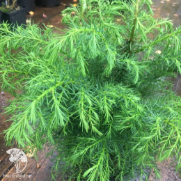 Криптомерия японская Элеганс Виридис