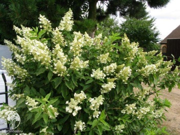 Фото Гортензия метельчатая Kиушу