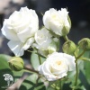 Роза флорибунда Алабастер фото 2 