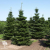 Пихта корейская (120-140 см, C-10, ДИСКОНТ, Супер цена 50) фото 3 