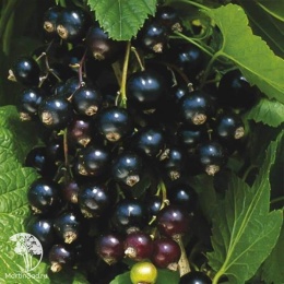 Ribes nigrum Ben Hope Смородина чёрная Бен Хоуп