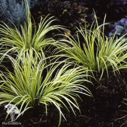 Аир злаковидный Аргентеостриатус