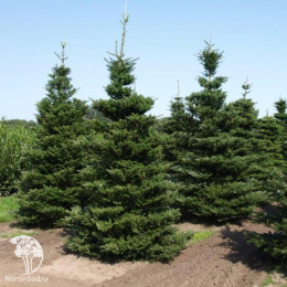 Пихта корейская (120-140 см, C-10, ДИСКОНТ, Супер цена 50)