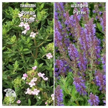 Фото Набор для мяса тимьян Фредо Стронг + шалфей Руген
