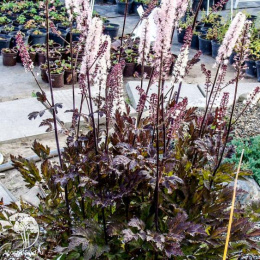  Цимицифуга простая Пинк Спайк