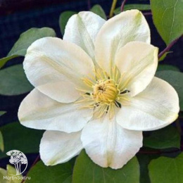 Клематис Дженси Крим