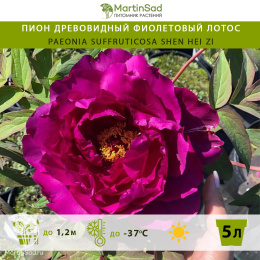 Пион древовидный  Фиолетовый Лотос