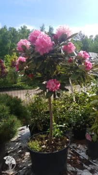 Фото Рододендрон розовый на штамбе
