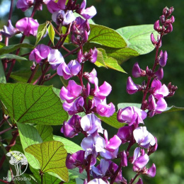 Гиацинтовые бобы Доличис