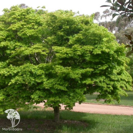 Клён Давида змеекорый Маделин Спитта