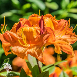 Азалия крупноцветковая Гловинг Эмберс