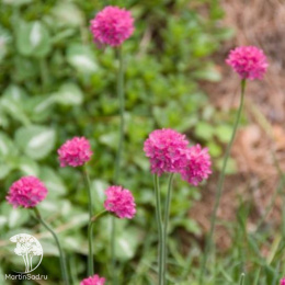 Армерия Элегия (приморская, лилово-розовая) Евро