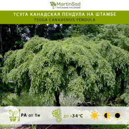 Тсуга канадская Пендула на штамбе