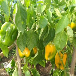 Перец сладкий Биг Герл