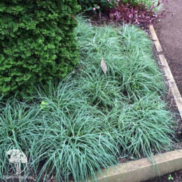 Осока сизая