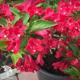 Вейгела Лавли Ред Принцесс