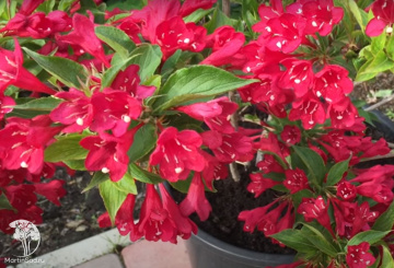 Фото Вейгела Лавли Ред Принцесс