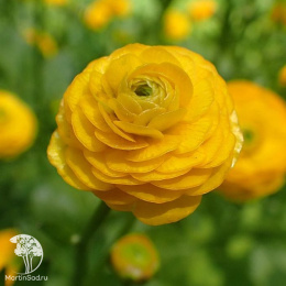 Лютик едкий махровый Мультиплекс