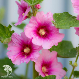 Мальва розовая