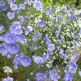 Лён многолетний