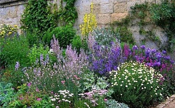 Зеленый доктор. Многолетние растения, которые можно использовать в качестве лекарственных