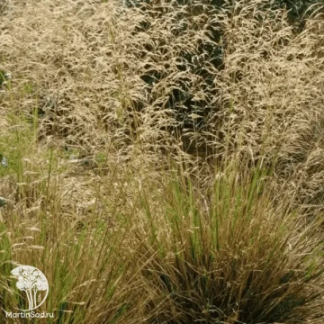 Фото Луговик дернистый Вальдшрат