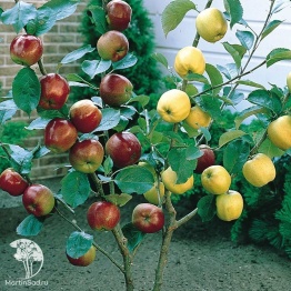 Фото Яблоня гибрид Яблочный спас с яблоней Медуница