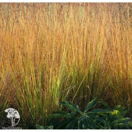 Молиния голубая Аха-Эрлебнис
