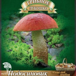 Мицелий Подосиновик на зерновом субстрате